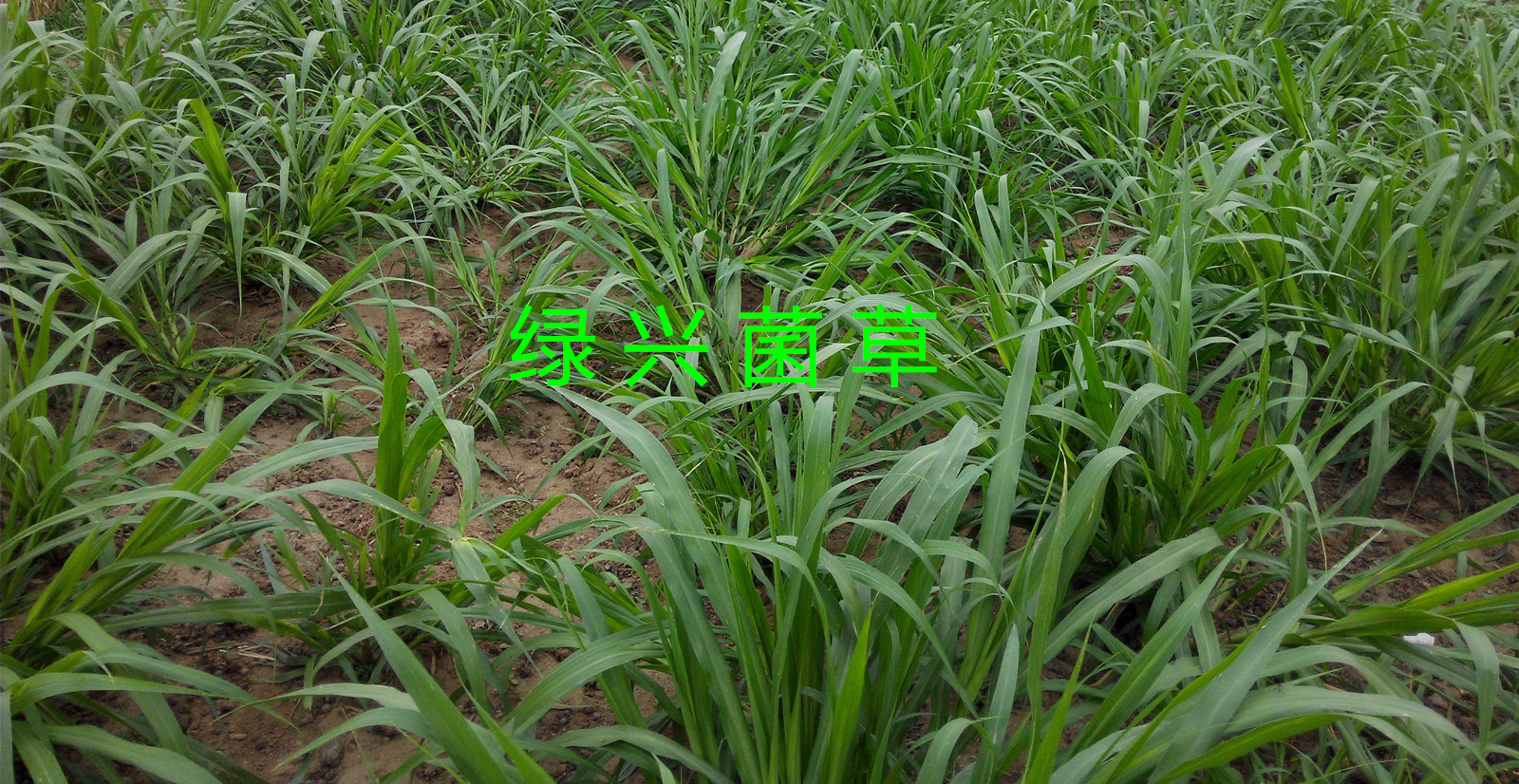 巨菌草绿了荒山富了民——遵义市因地制宜发展500亩巨菌草种植促农增收